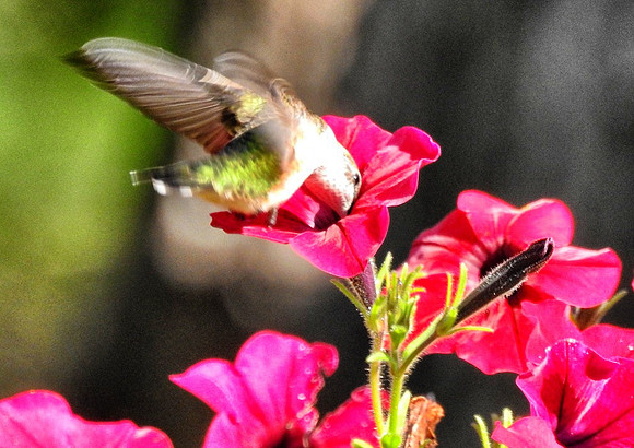 Hummingbird at Petunia bloom