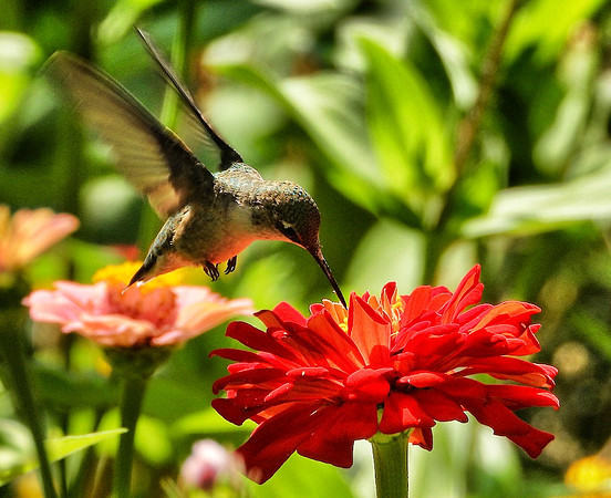 Hummingbird at Zinnia bloom