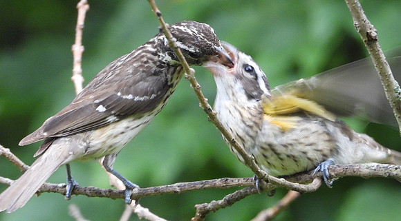 female Rose Breasted Grosbeak feeds fledgling