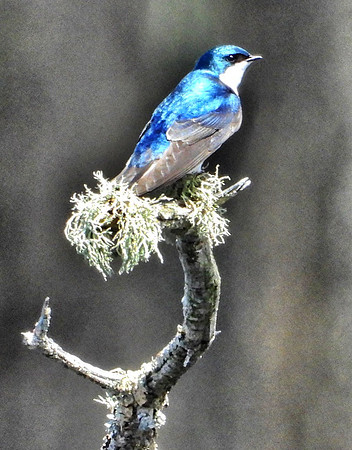 male Tree Swallow