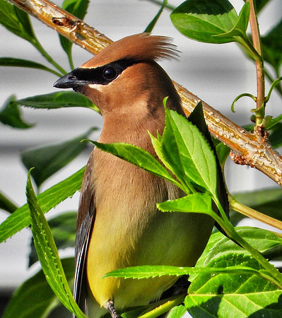 Cedar Waxwing