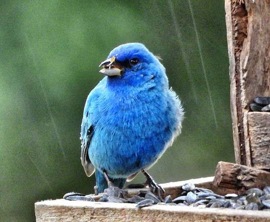 Indigo Bunting at feeder