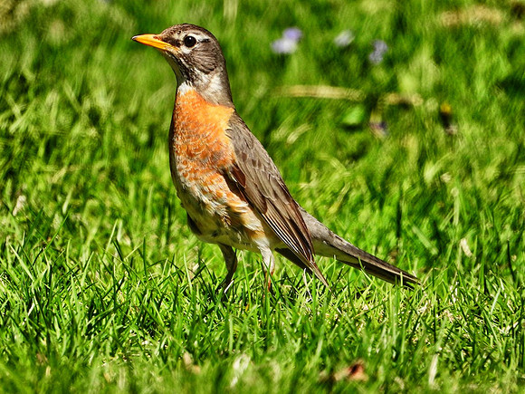 Robin