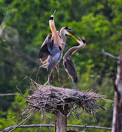 Heron chicks