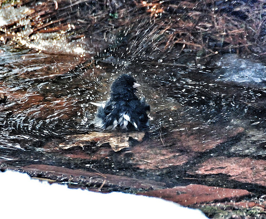 Junco takes a bath