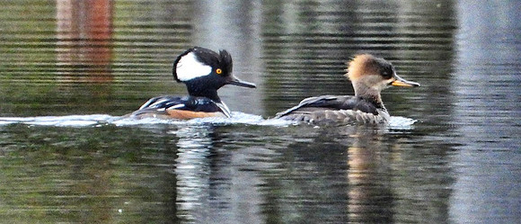 Hooded Merganser pair