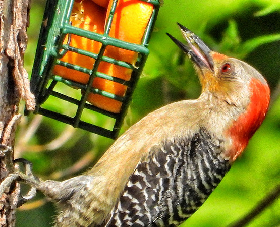 female Red-Bellied Woodpecker licks beak eating oranges