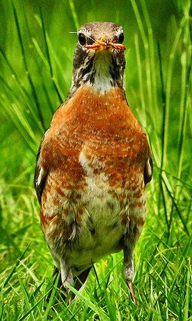 Robin eats mealworms