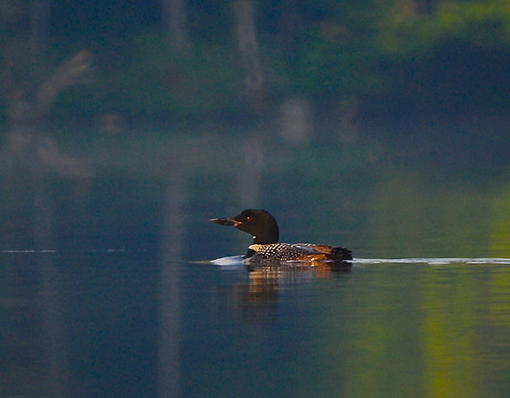 Loon