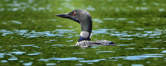 Common Loon swims