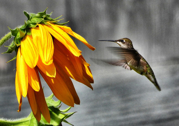 Hummingbird at Sunflower bloom