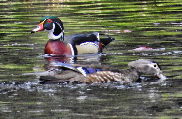 Wood Duck pair