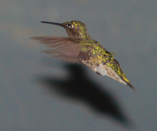 Female Ruby-Throated Hummingbird