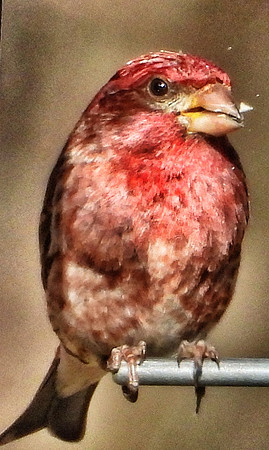 Purple finch at feeder