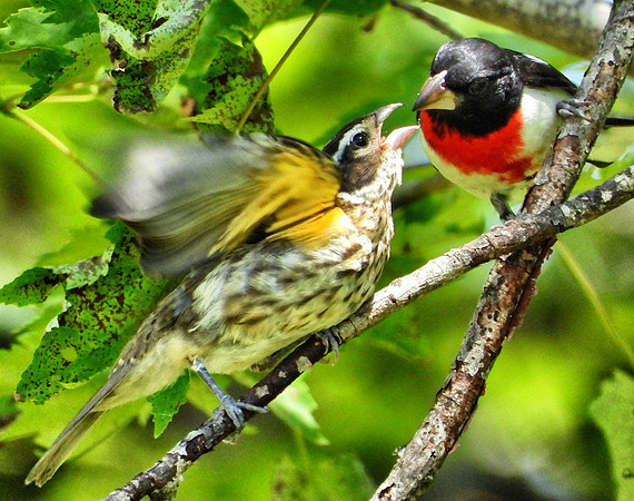 Rose Breasted Grosbeak feeds fledgling
