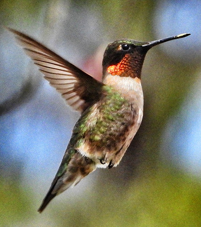 male Ruby Throated Hummingbird in flight