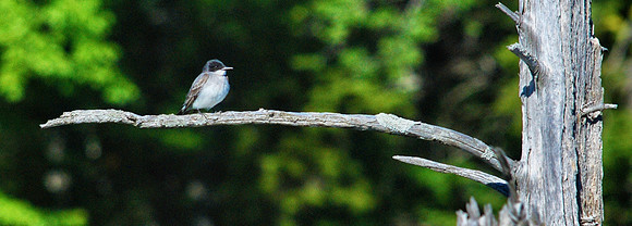 Tree Swallow