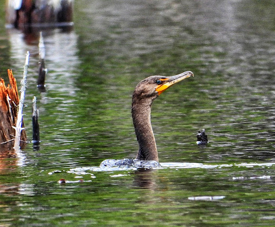 Double-Crested Cormorant on beaver pond