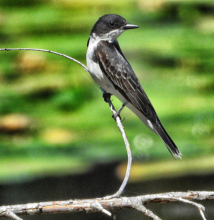 Eastern Kingbird