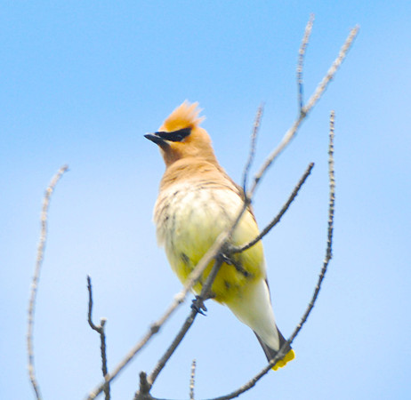 Cedar Waxwing