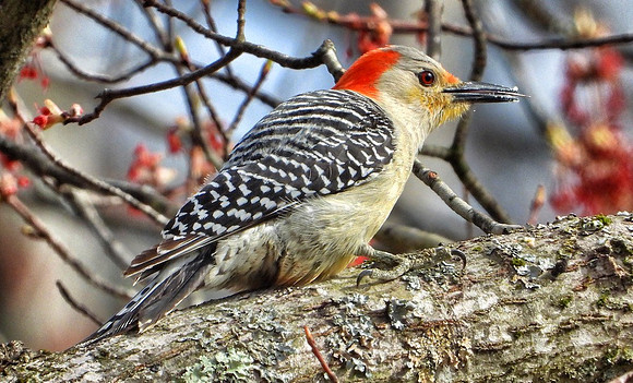 female Yellow-Bellied Woodpecker