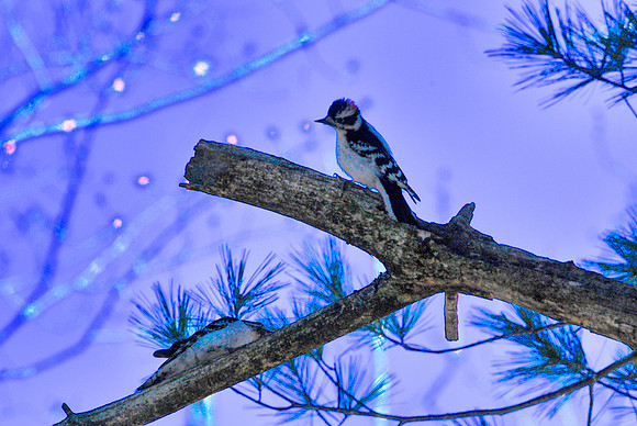 Male Downey Woodpecker in evening light