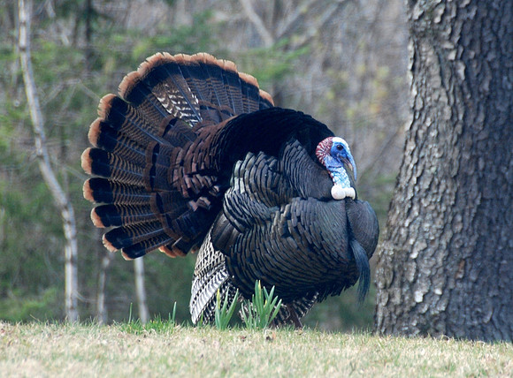 Bg Tom Turkey