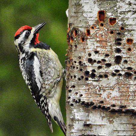 male Yellow-Bellied Sapsucker on Birch tree