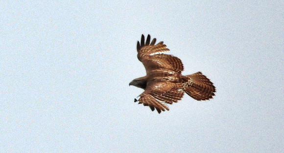 Immature Eagle