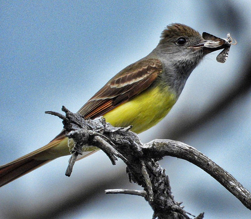 Great Crested Flycatcher with bug meal