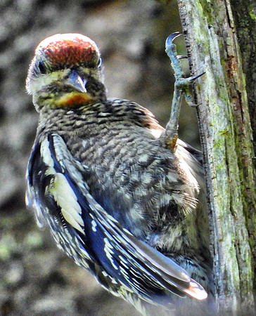 Yellow-Bellied Sapsucker