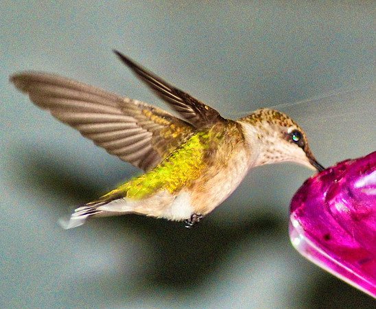Female Ruby Throated Hummingbird at feeder