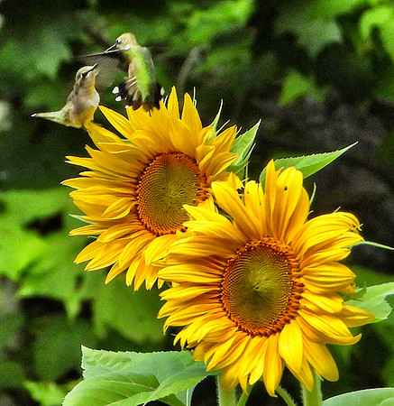 Hummingbird confrontation above Sunflowers