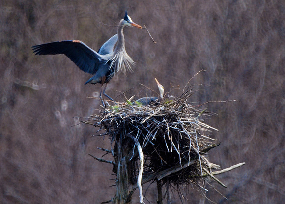 Male Great Blue Heron brings nest materials to his mate on beaver pond