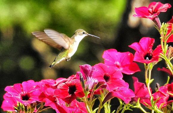 female Hummingbird at Petunia blossoms