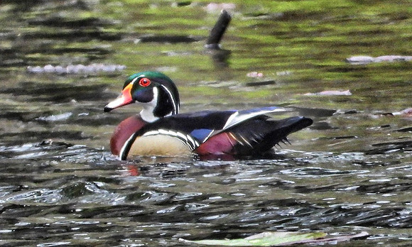male Wood Duck