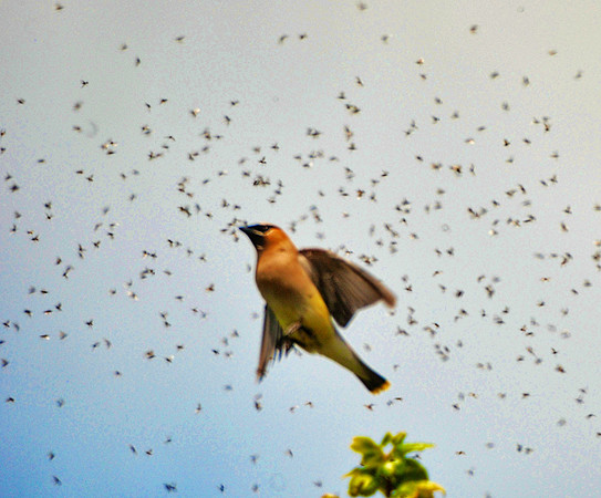 Waxwing gets bugs