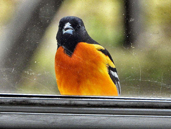 Baltimore Oriole pecks at his reflection in house window