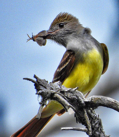 Great Crested Flycatcher with moth meal
