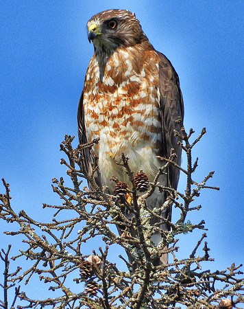 Sharpshin Hawk