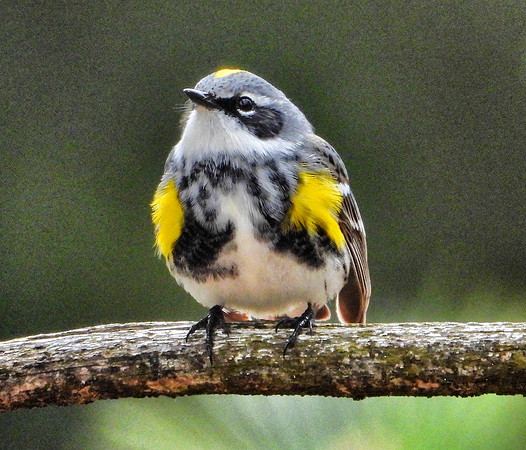 Yellow-rumped Warbler