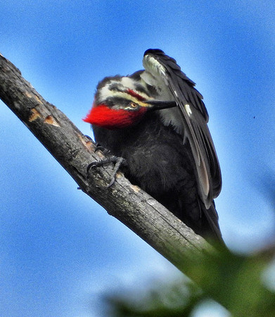 Pileated Woodpecker