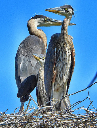 Great Blue Herons in nest