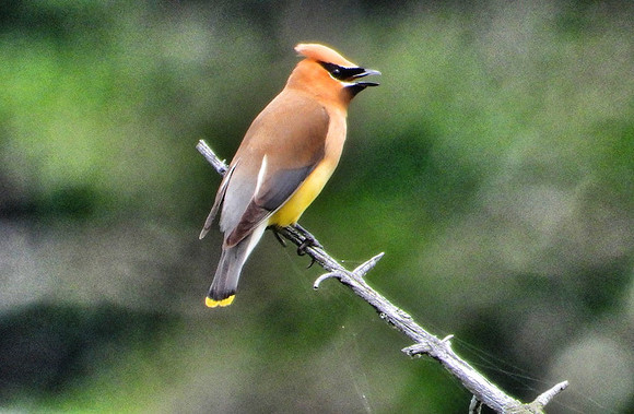 Cedar Waxwing