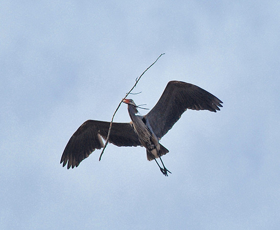 Nest Building time for male Great Blue Heron