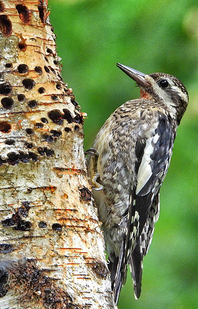 Immature Red-Bellied Sapsucker