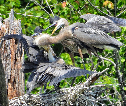 Heron feeds chicks in nest