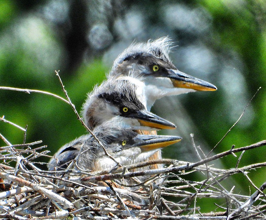 Heron chicks in nest