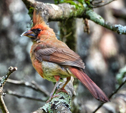 Immature Cardinal