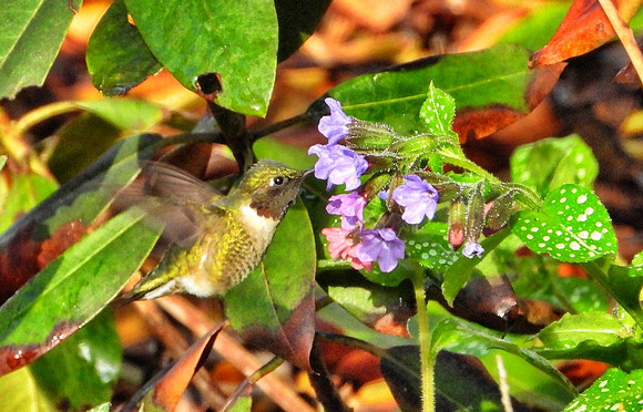 male Ruby-Throated Hummingbird